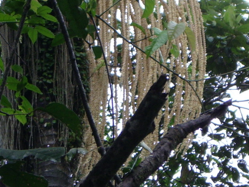 Closeup-Epiphyte.JPG