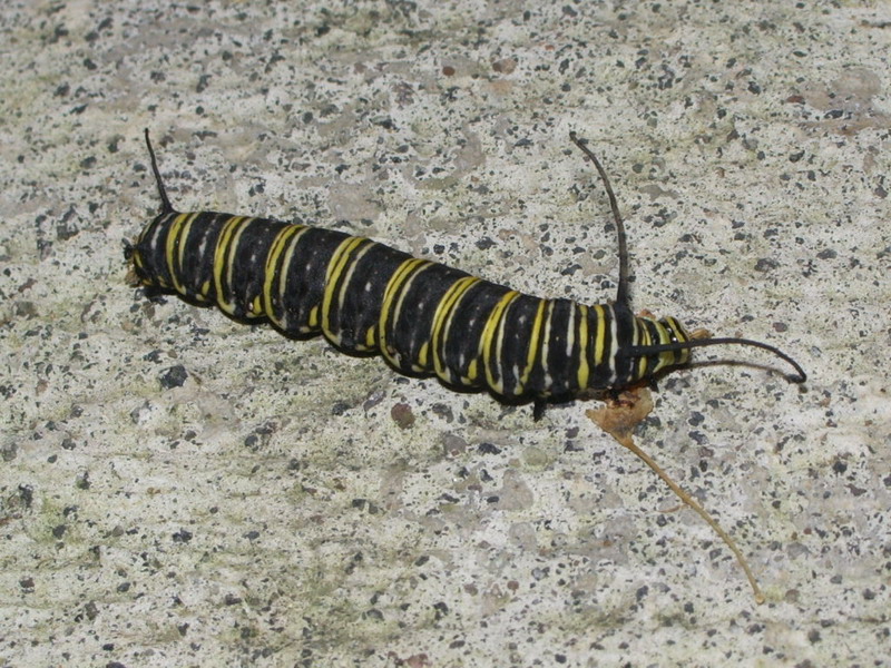 Caterpillar Arenal.JPG
