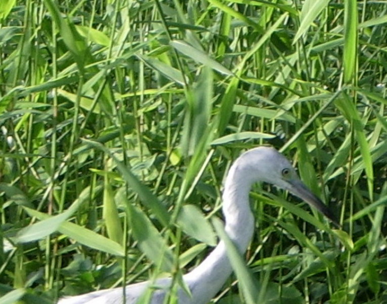 Great Egret.jpg
