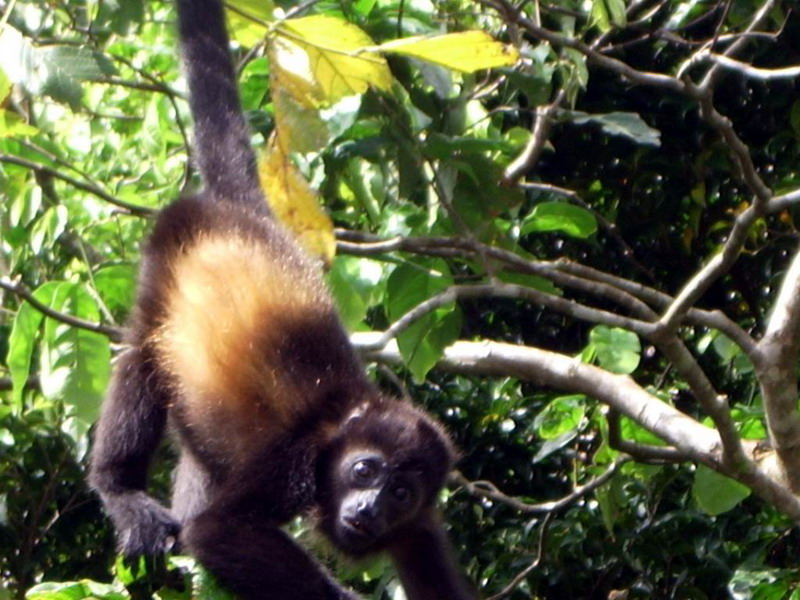 Howler Monkey 2.JPG
