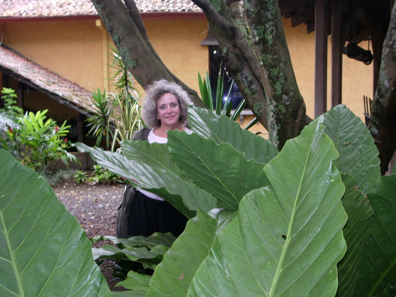 Huge plants on Museum Grounds.JPG