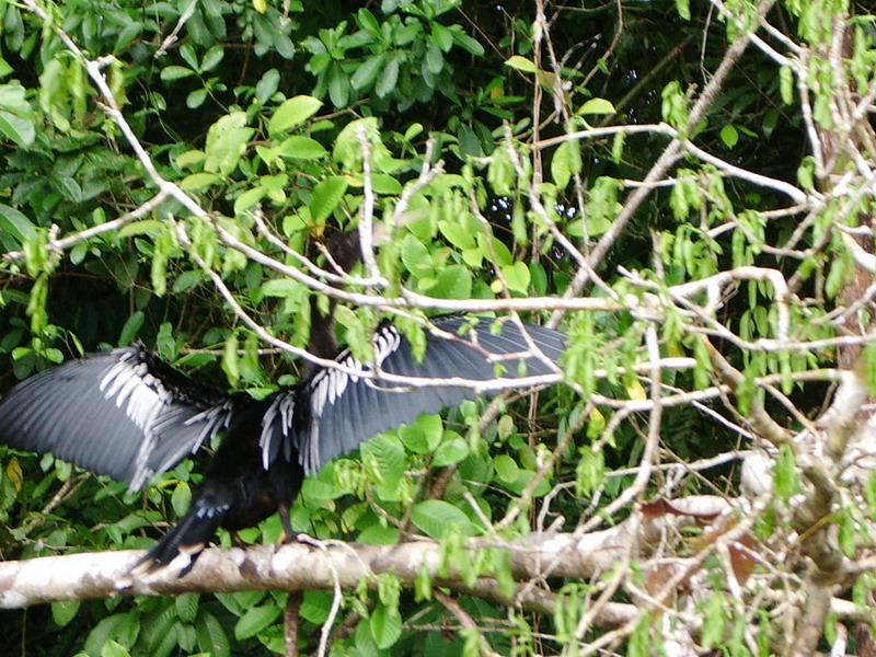 Piano Bird Drying his Wings.JPG