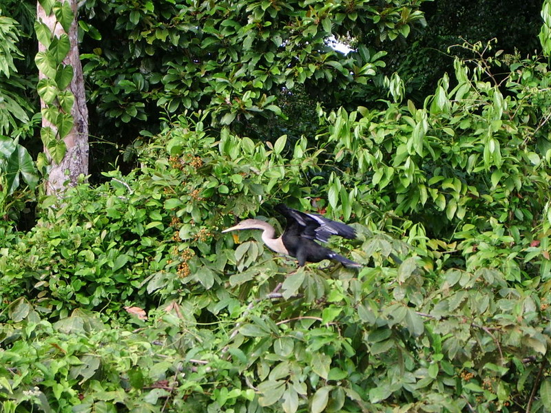 Piano Bird.JPG