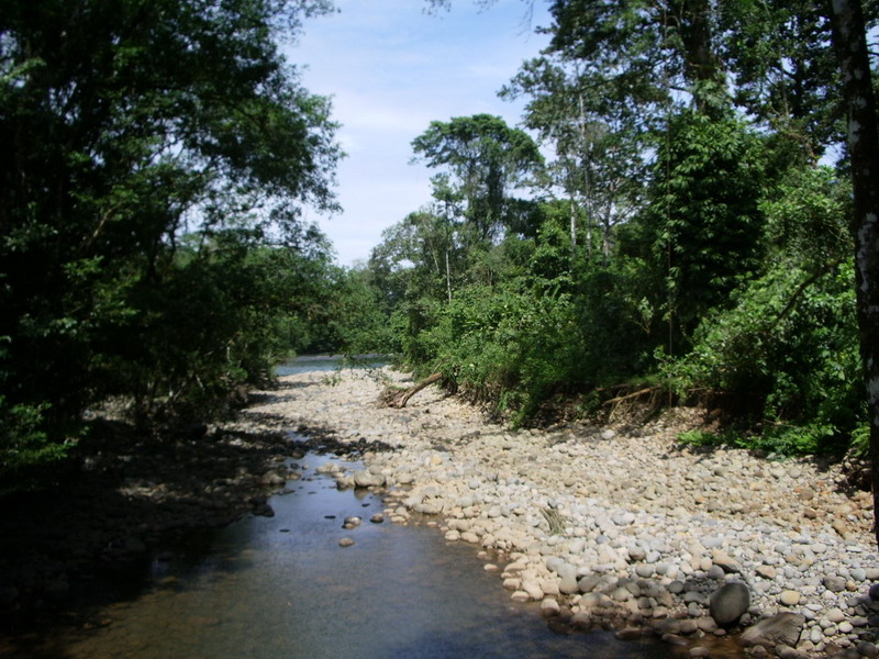 Selva Verde.JPG
