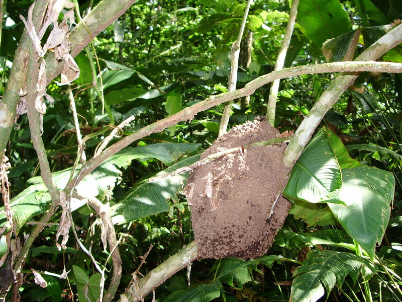 Termite Nest.JPG