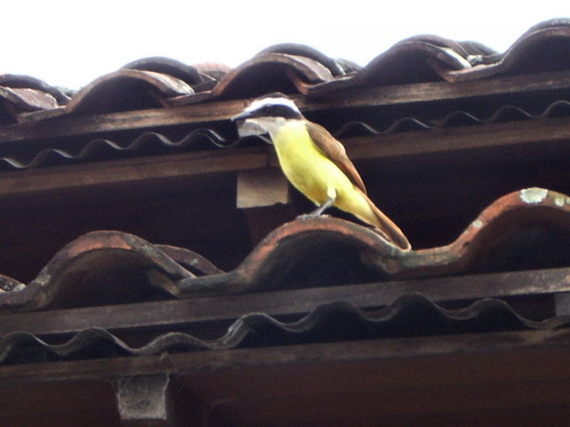 Yellow Bird at National Museum3-29-06.JPG