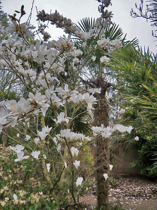 Magnolia cylindrica