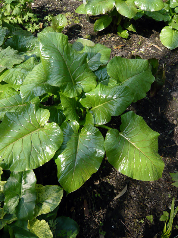 Cardiocrinum