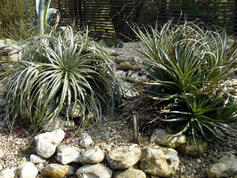 Puya species