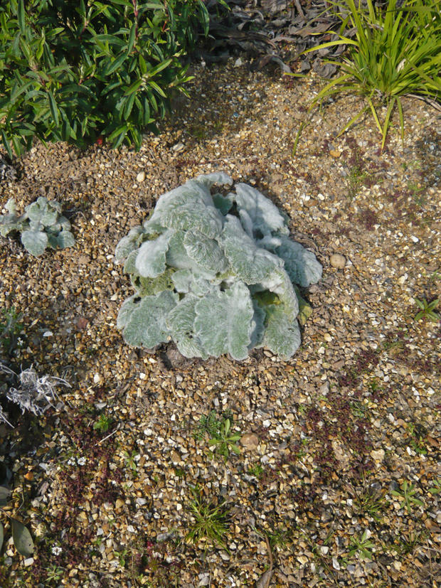 Salvia sp