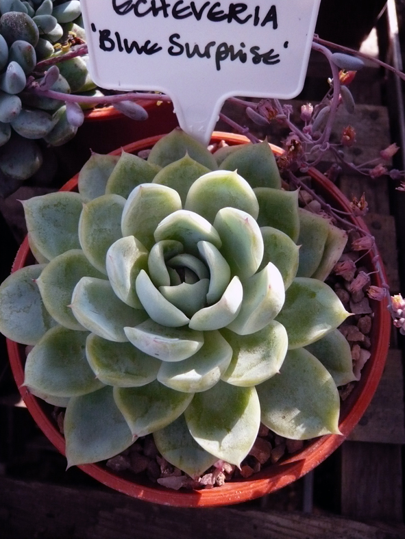 Echeveria Blue Surprise