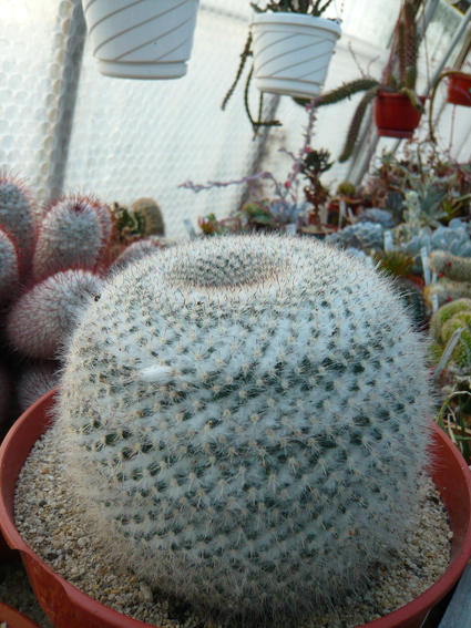 Abbey Brook Cactus Nursery, Matlock