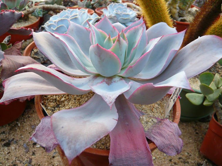 Echeveria Afterglow (Abbey Brook nursery)