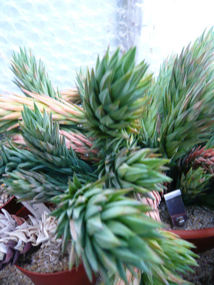 Abbey Brook Cactus Nursery, Matlock