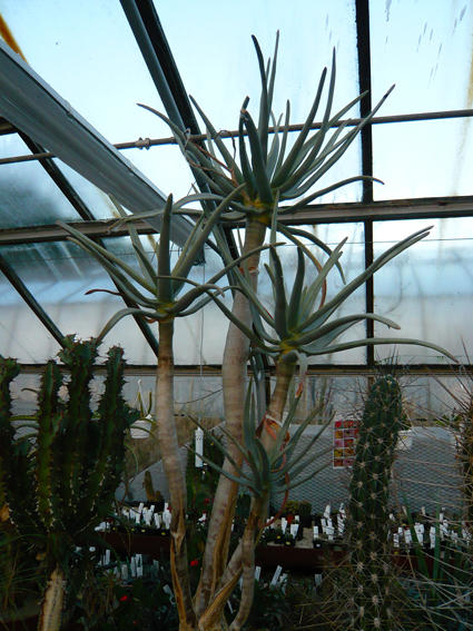 Abbey Brook Cactus Nursery, Matlock