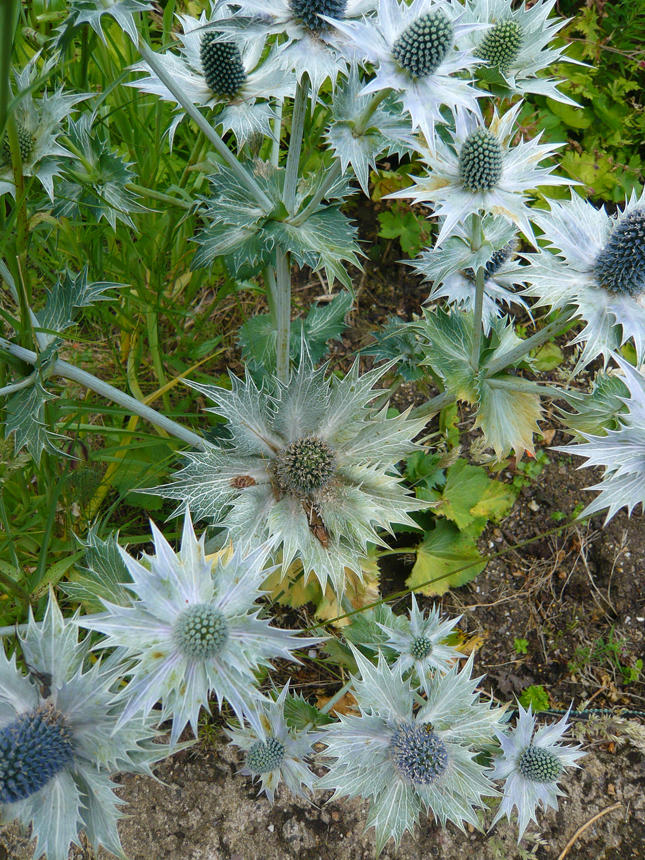 Eryngium