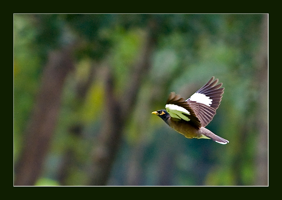 Common Myna
