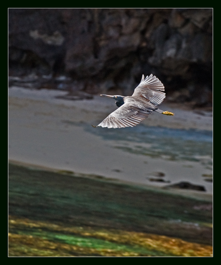 Phi - Phi Islands: Pacific Reef Egret on fly