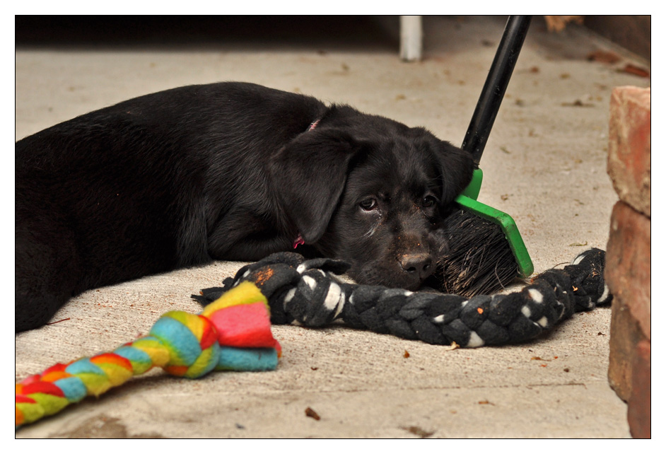 Maisy 11wks_7sml.jpg