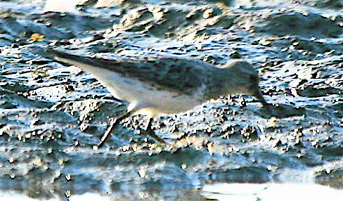  WHITE-RUMPED SANDPIPER.jpg