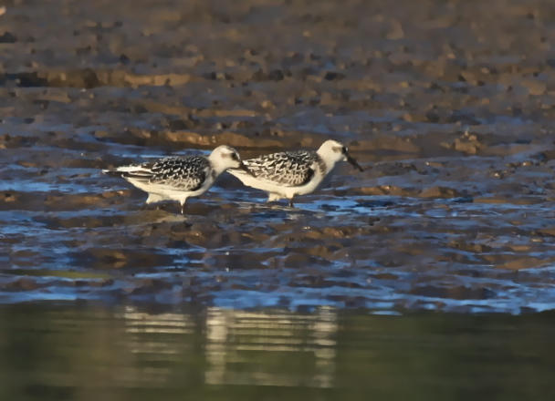  SANDERLINGS