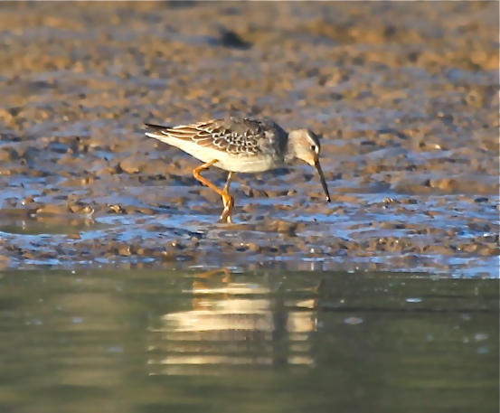 STILT SANDPIPER