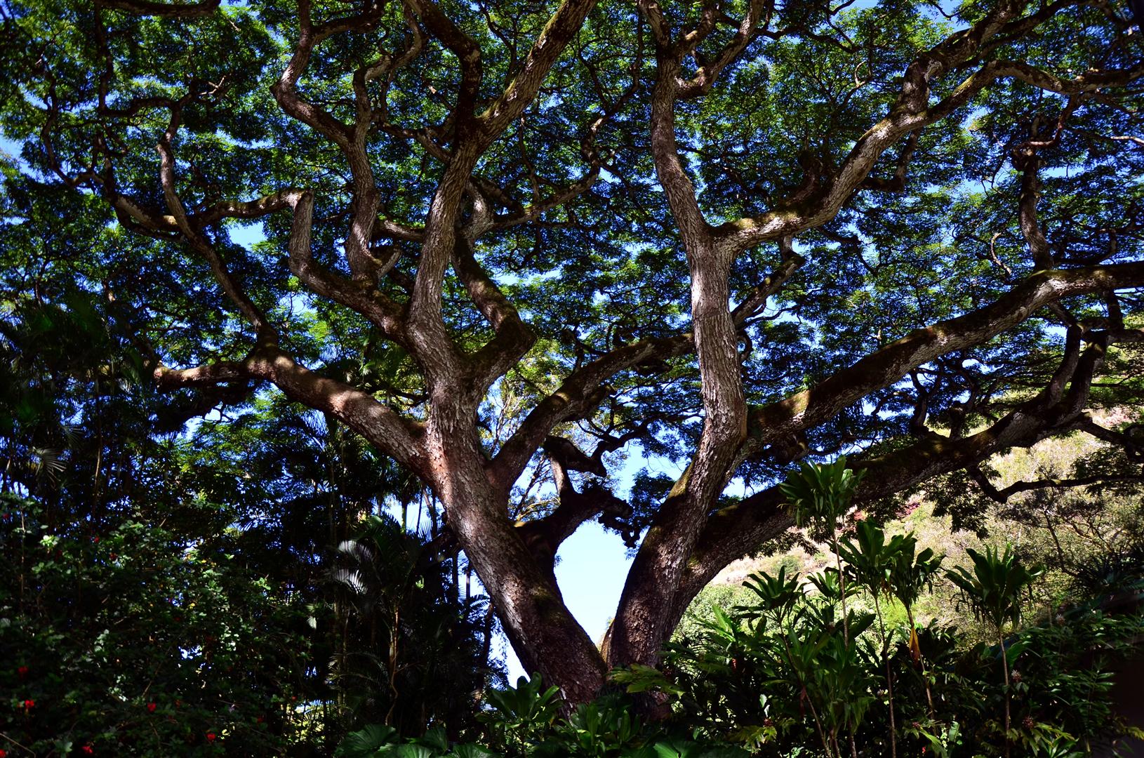 A Monkey Pod Tree creating a near-complete canopy