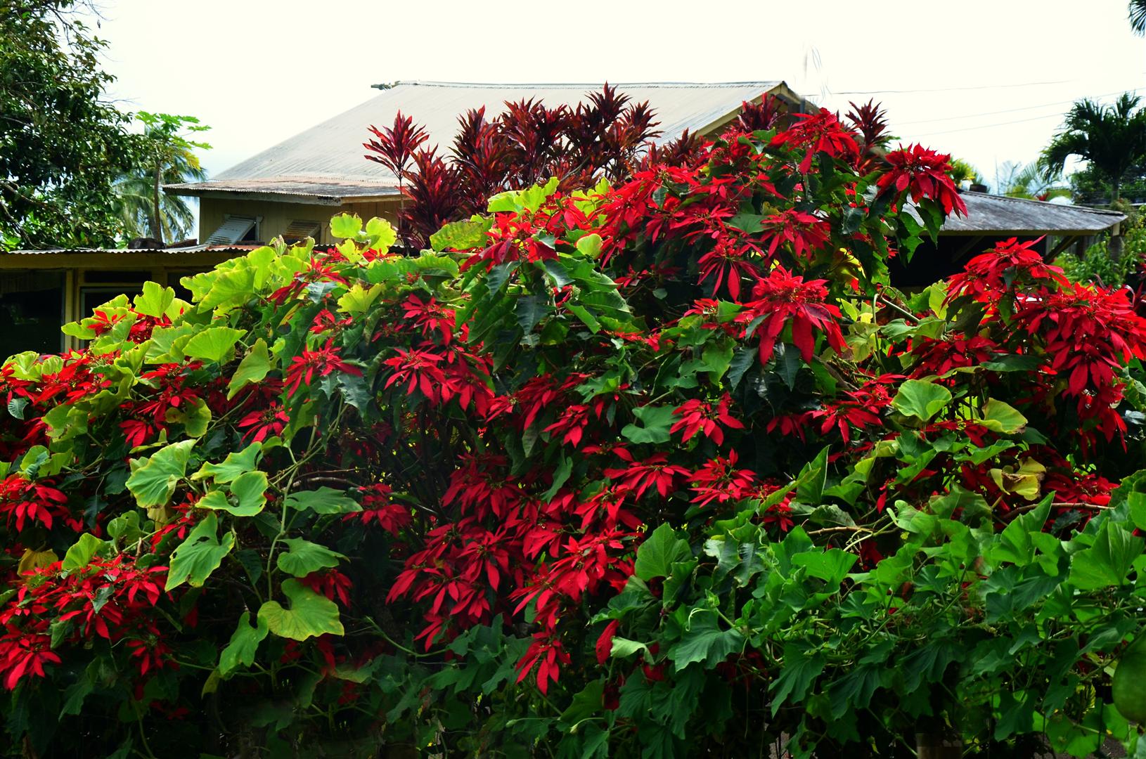 A huge Poinsettia Bush