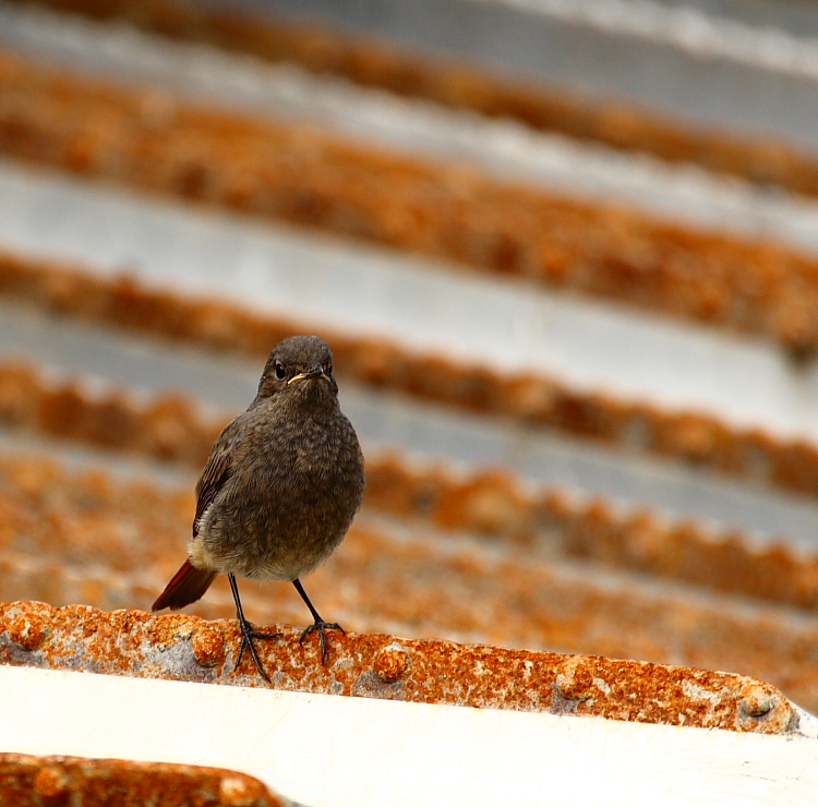 Black redstart