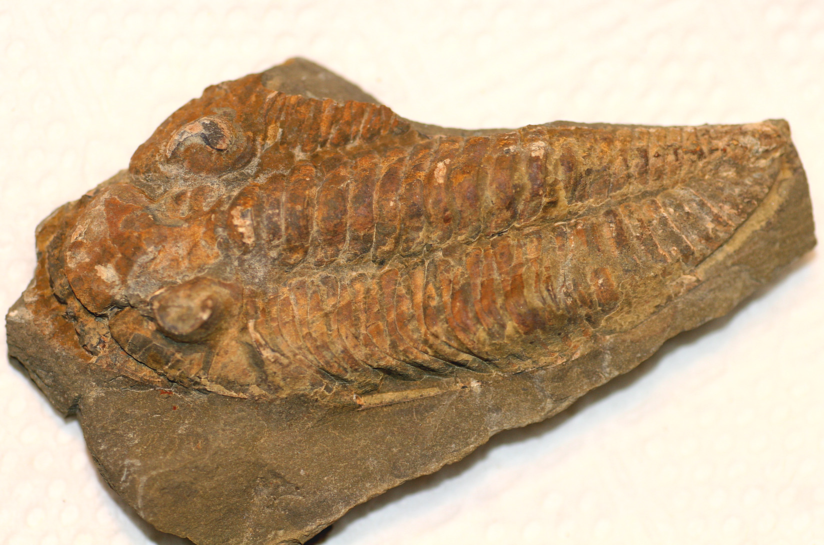 Trilobite