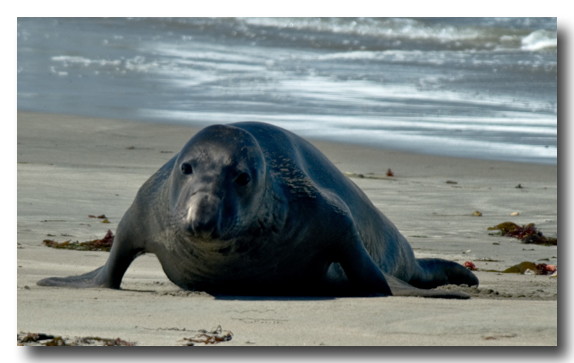 Elephant Seal