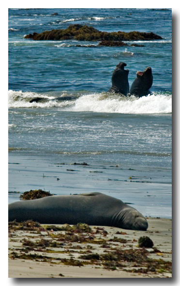 Elephant Seal Battle and Audience