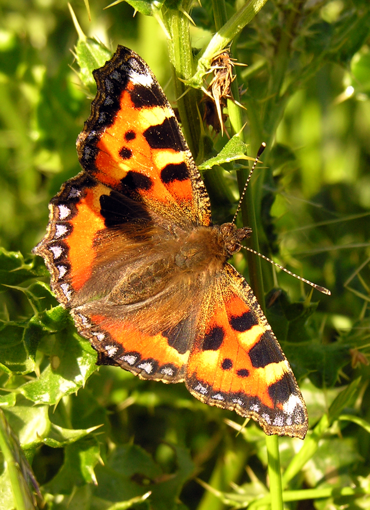  - 14th July 2006 - flutterby