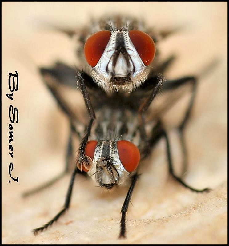 2Flies.jpg