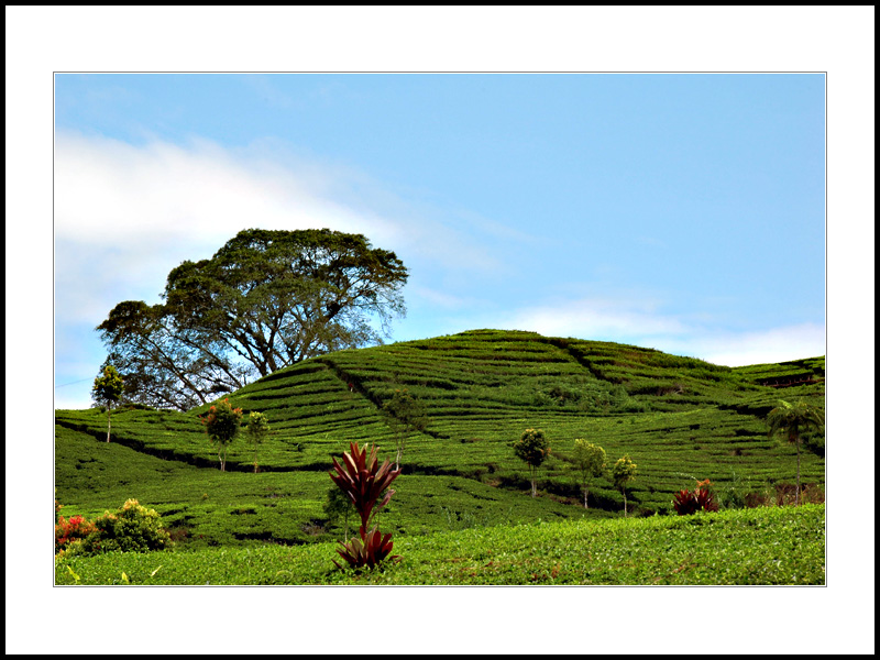 Green and Blue at Gunung Talang