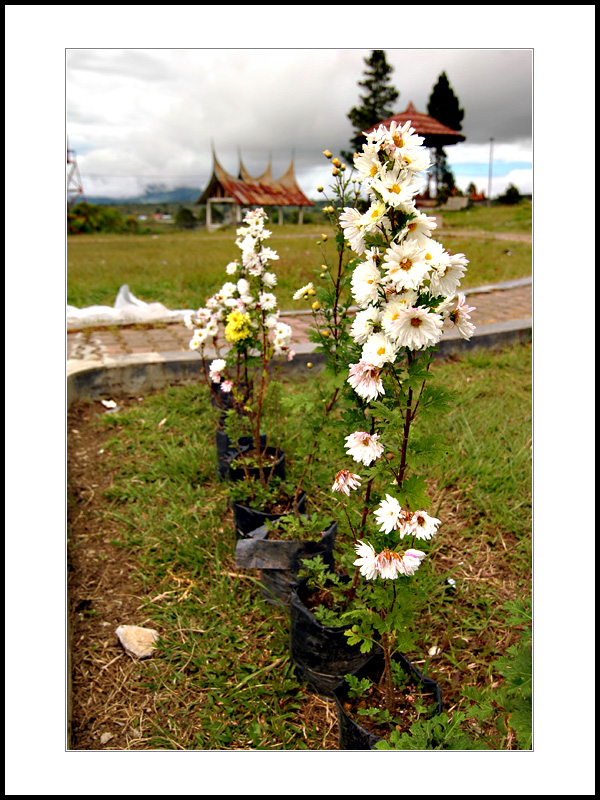 Nice Flower at Danau Kembar Panoramic Park