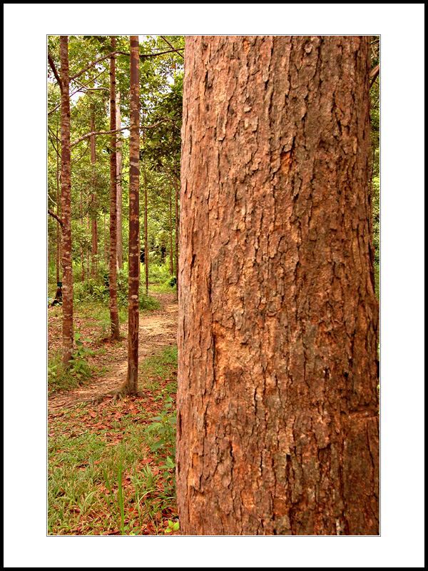 Bangkirai Forest