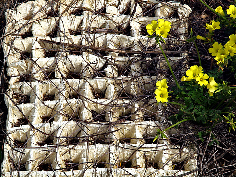 white squares yellow flowers_ed.jpg