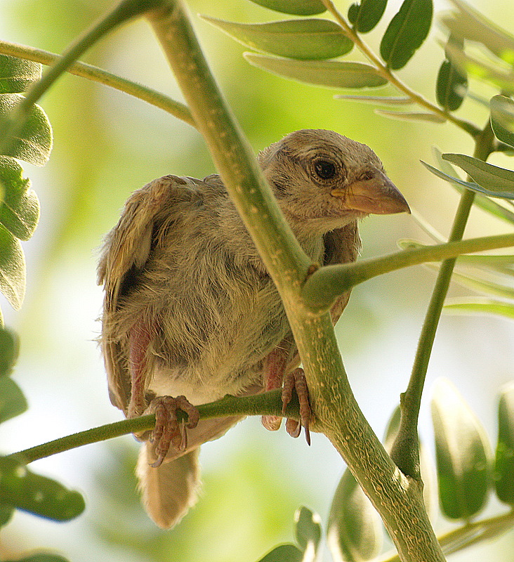 sparrow baby3.JPG