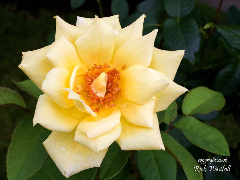 A yellow rose - July 5, 2006