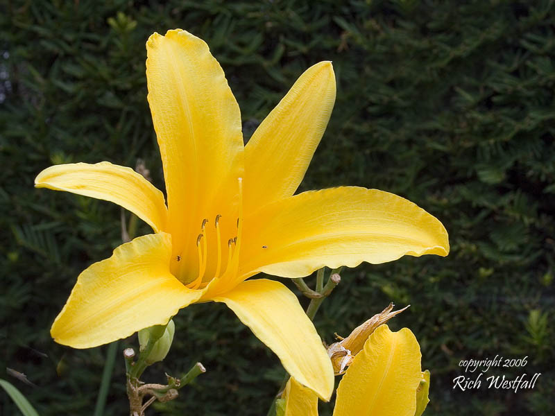July 7, 2006  -  Yellow lilly