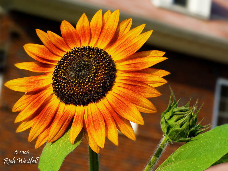 July 10, 2006  -  Sunflower
