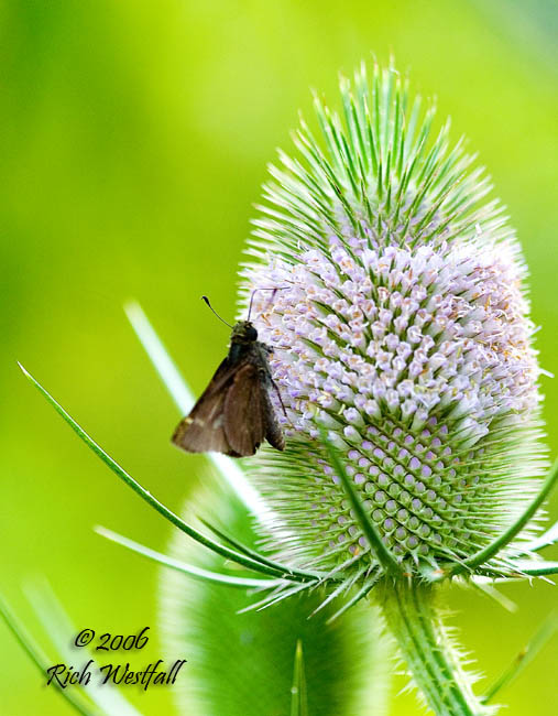 July 16, 2006  -  Visitor to the thistles