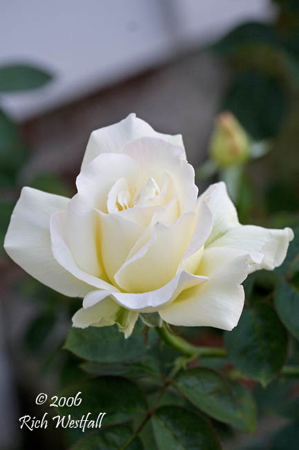 July 17, 2006  -  White Rose