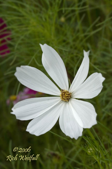 August 2, 2006  -  Roadside White Flower