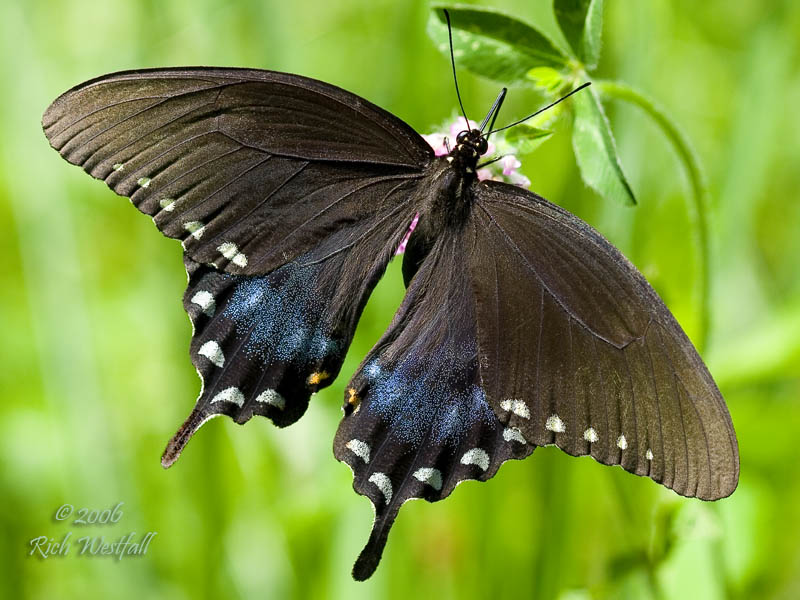August 5, 2006  -  Black Swallowtail
