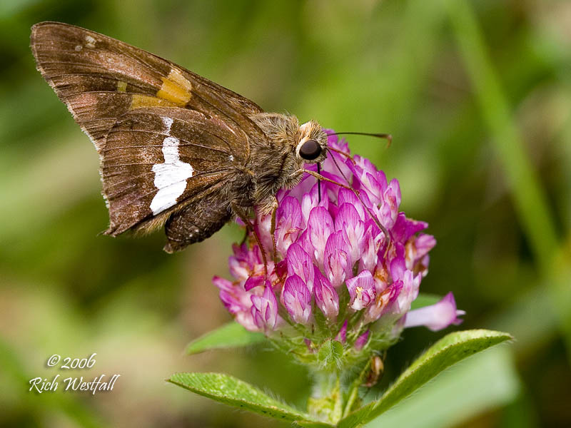 August 10, 2006  -  Red Clover Visitor