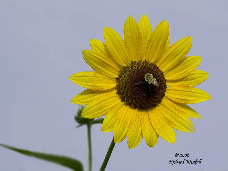 August 14, 2006  -  Plain Sunflower