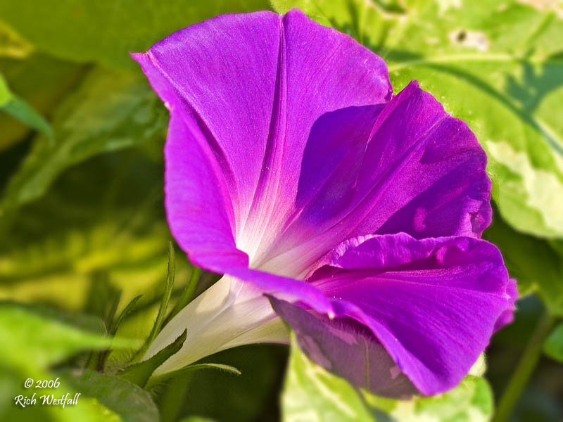August 24, 2006  -  Morning Glory