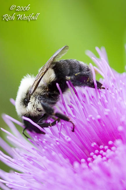 September 2, 2006  -  Bee into Thistle